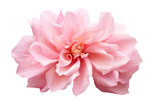 Beautiful flower with large pink petals on a transparent background. Isolated.
