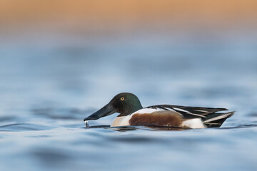 kaczka płaskonos © Huerto