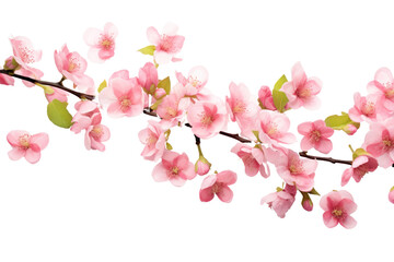 Fototapeta na wymiar Cherry Blossoms Beautiful pink flowers fall in the air. Zero gravity or floating spring flower concept. High resolution image on transparent background. Isolated.