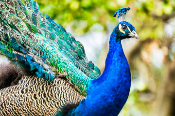 Obraz premium Snow leopard close up, animal protection concept