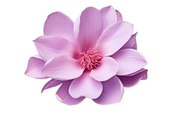 Gordijnen Purple magnolia flower, on transparent background. Isolated. © venusvi