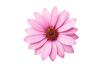 Beautiful flower with large pink petals on a transparent background. Isolated.