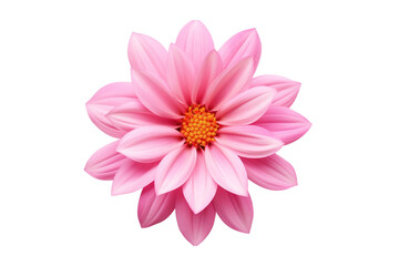 Obraz premium Beautiful flower with large pink petals on a transparent background. Isolated.
