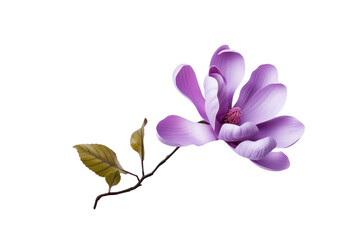 Purple magnolia flower, on transparent background. Isolated.