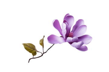 Purple magnolia flower, on transparent background. Isolated.