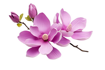 Purple magnolia flower, on transparent background. Isolated.