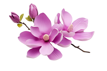 Purple magnolia flower, on transparent background. Isolated.