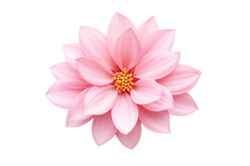 Beautiful flower with large pink petals on a transparent background. Isolated.