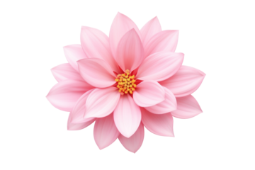 Beautiful flower with large pink petals on a transparent background. Isolated.