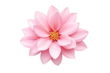 Türaufkleber Beautiful flower with large pink petals on a transparent background. Isolated. © venusvi