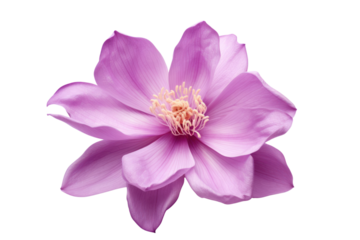 Purple magnolia flower, on transparent background. Isolated.