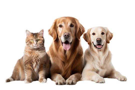 Beautiful dogs and cats looking at the camera Front view. Friendship on transparent background. Isolated.