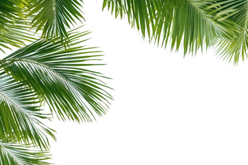 Fototapeta na wymiar Tropical beach palm, coconut leaves Palm leaves sway in the breeze. Make space for text On a transparent background. Isolated.
