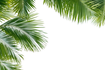 Tropical beach palm, coconut leaves Palm leaves sway in the breeze. Make space for text On a transparent background. Isolated.