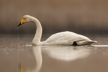łabędź krzykliwy © Huerto