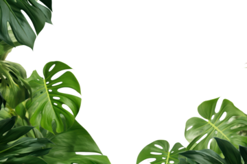 Tropical plant. Exotic monstera leaves blowing in the wind. On a transparent background, isolated, with space left for text.