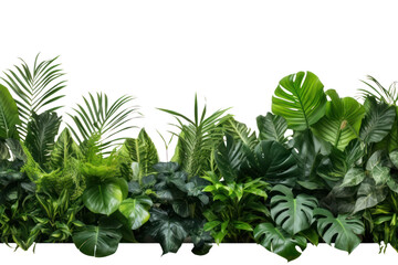 Tropical plant. Exotic monstera leaves blowing in the wind. On a transparent background, isolated, with space left for text.