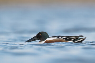 kaczka płaskonos © Huerto