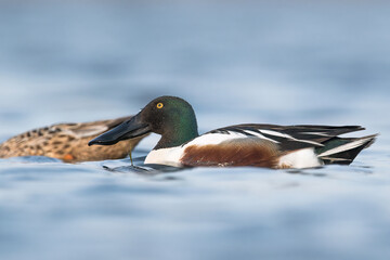kaczka płaskonos © Huerto