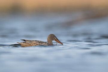 kaczka płaskonos © Huerto