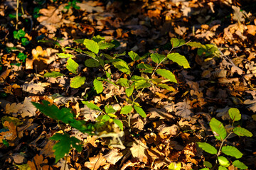 Beautiful plants in the sun. The beauty of nature can be found everywhere - plants so strong and beautiful captured in pictures forever.