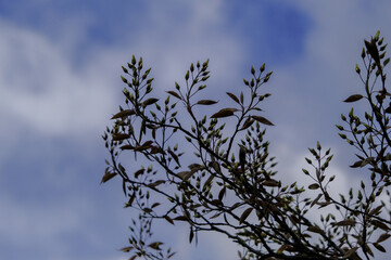 Beautiful plants in the sun. The beauty of nature can be found everywhere - plants so strong and beautiful captured in pictures forever.