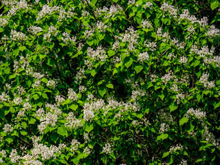 Obraz premium Beautiful plants in the sun. The beauty of nature can be found everywhere - plants so strong and beautiful captured in pictures forever.