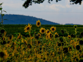 Beautiful plants in the sun. The beauty of nature can be found everywhere - plants so strong and beautiful captured in pictures forever.