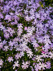 Fototapeta premium Beautiful plants in the sun. The beauty of nature can be found everywhere - plants so strong and beautiful captured in pictures forever.