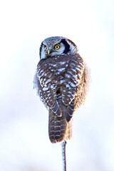 Northern hawk owl (Surnia ulula)