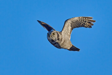 Northern hawk owl (Surnia ulula)