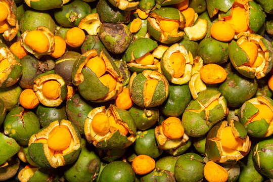Ripe Pequi fruit (Caryocar brasiliense), wild fruits typical of the Brazilian cerrado biome.