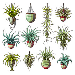 Set of Air plant tillandsia botanical illustration isolated on white background