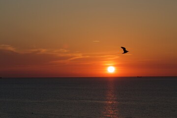 M&ouml;we im Sonnenuntergang