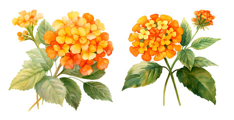 Lantana Flower, watercolor clipart illustration with isolated background