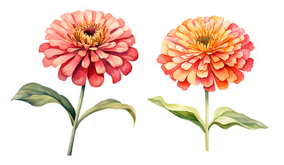 Zinnia graceful flower, watercolor clipart illustration with isolated background - obrazy, fototapety, plakaty