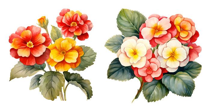 Polyanthus roses Flower, watercolor clipart illustration with isolated background