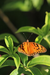Fototapeta na wymiar Papillon orange