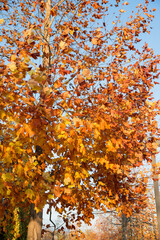 Various types of autumn tree branch