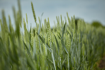 An ear of green wheat against a blue sky.