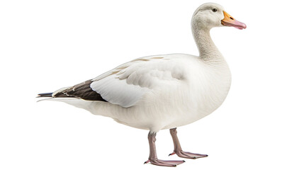Fototapeta premium goose isolated on white background transparent background PNG isolated
