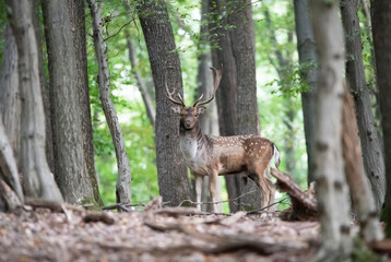 Dama Dama portrait. Captured in the most beautiful time during the dane estrus. 