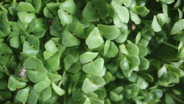 Macro zoom top view. Microgreens for a nutritious salad. Sprouted Chia seeds.