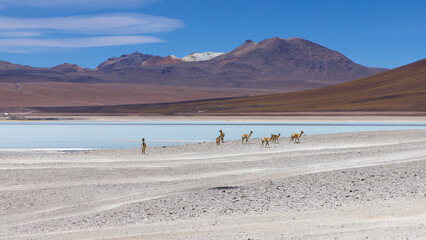 Fototapeta na wymiar Bolivia, AVAROA NATIONAL PARK, Vicuna llamas grazing on the lake shore.