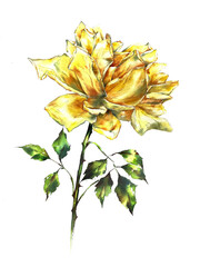 Yellow garden beautiful rose watercolor botanical illustration isolated
