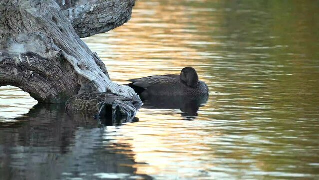 patos al atardecer paseando por la charca