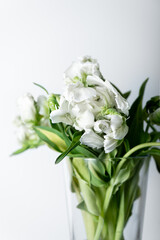 Beautiful Bunch of White Parrot Style Tulips in the Vase on white background, spring holiday concept, art background