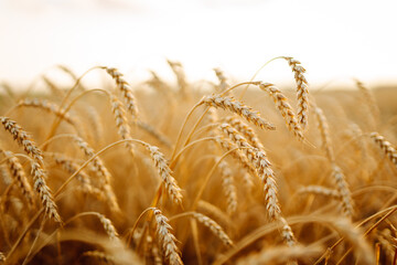 Close-up of ripe golden wheat in an agricultural field. Harvest growth. Business concept, agriculture.