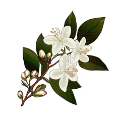 Beautiful realistic illustration of blooming branch of jasmine tree. White jasmine flowers. Isolated on white background. For print, packaging, cards, designers, clothes, interior, icon, logo, tattoo