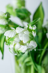 Beautiful Bunch of White Parrot Style Tulips in the Vase on white background, spring holiday concept, art background